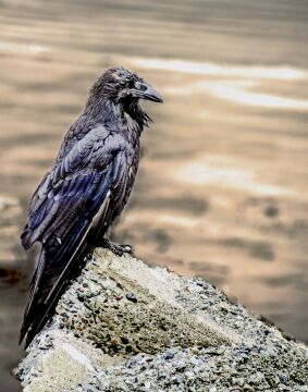 Raven or Crow.jpg